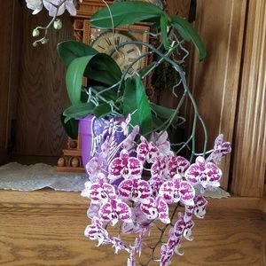 Meet your Posher, Pat